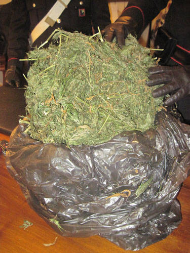marijuana tradate