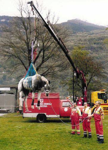 spab trasporto animale 
