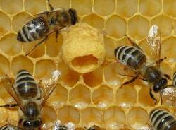 api ape miele
