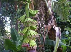 banane michilini