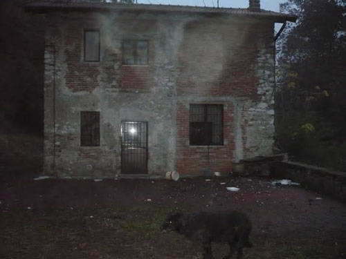 cane travedona monate oipa