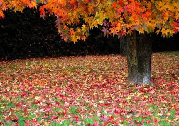 foglie autunno