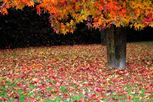 foglie autunno