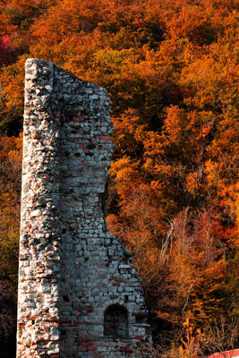 Foglie autunno