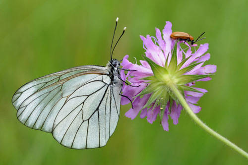 prati magri valcuvia