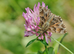 prati magri valcuvia