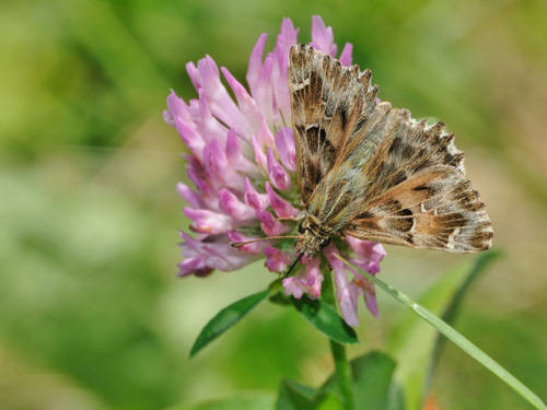 prati magri valcuvia