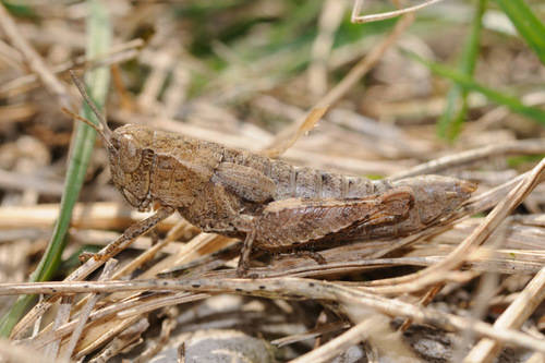 prati magri valcuvia