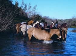 uruguay cavallo