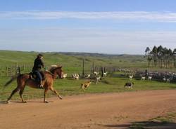 uruguay cavallo