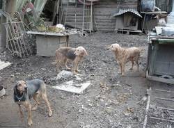 cani arsago seprio sequestro dicembre 2009