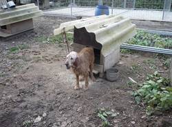 cani arsago seprio sequestro dicembre 2009