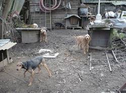 cani arsago seprio sequestro dicembre 2009