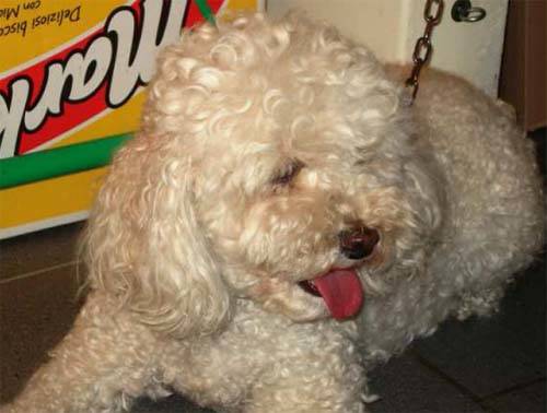 cani baubau micio micio