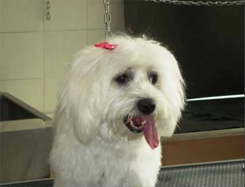 cani baubau micio micio