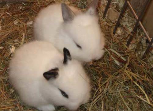 cani baubau micio micio