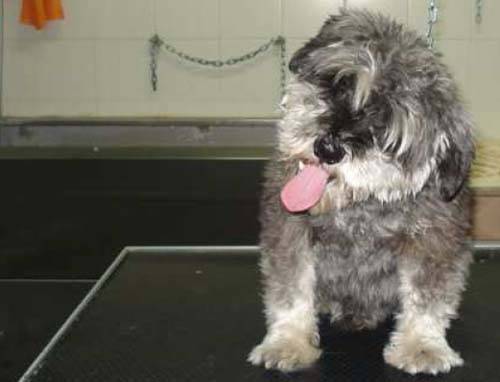 cani baubau micio micio