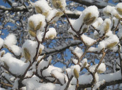 foto lettori neve dicembre 2009 ennesima tranche