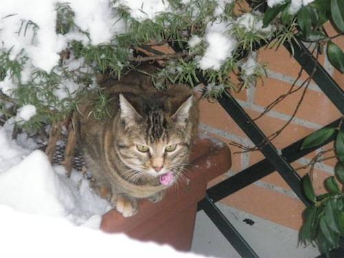 nevicata 22 dicembre 2009