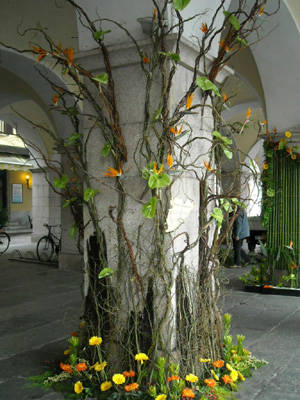 pallanza camelie 2009