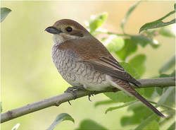 valcuvia animali galleria