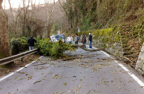 albero caduto luino 2 gennaio 2010
