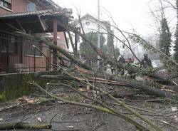 alberto caduto tradate