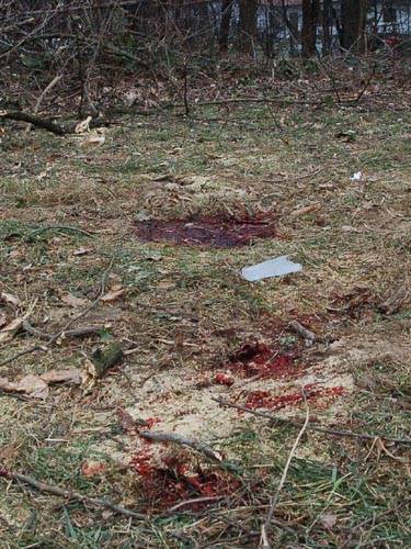 incidente malgesso morto pianta caduta