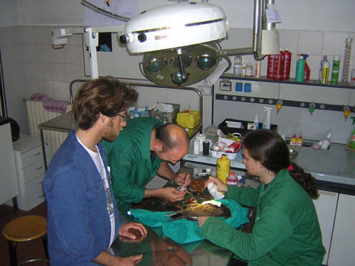 animali lambro galleria