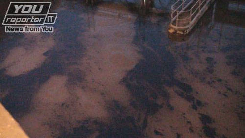 animali lambro galleria