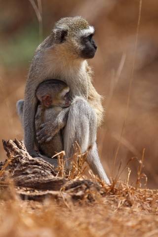Kenya
