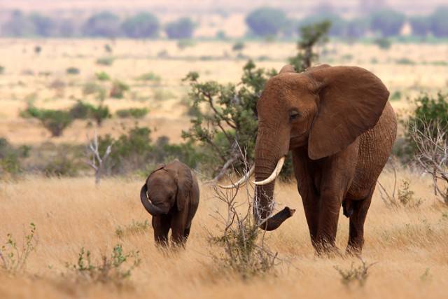 Kenya