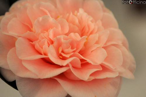 camelie somma lombardo 