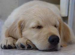 golden retriever 