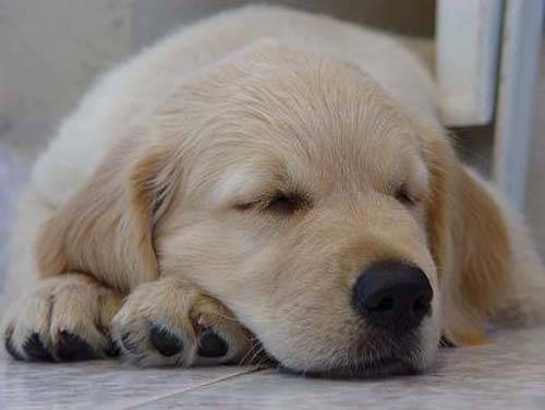 golden retriever 