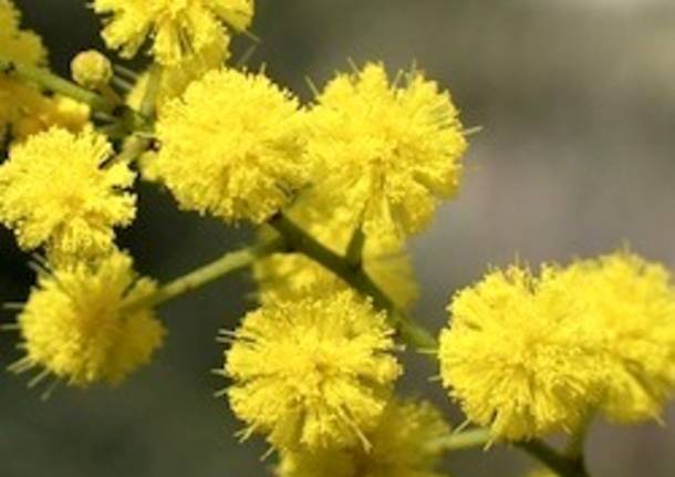 Mimosa apertura