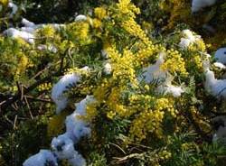 mimose con le neve per seconda