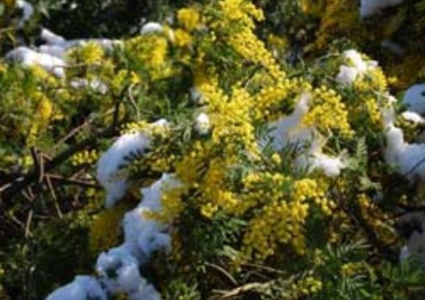 mimose con le neve per seconda