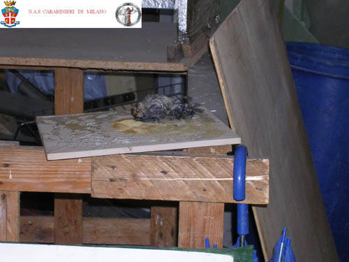 rosticceria le volte busto arsizio nas carabinieri sequestro