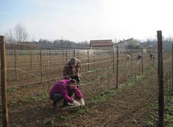 vigna tradate vino