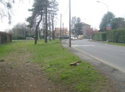 alberi abbattuti busto arsizio aprile 2010