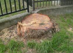 alberi abbattuti busto arsizio aprile 2010