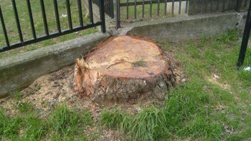 alberi abbattuti busto arsizio aprile 2010