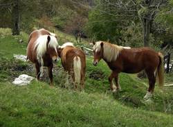 bisbino cavalli