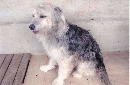 cani randagi spab