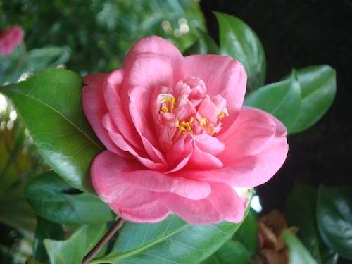 fiori casa pica agriturismo rocca