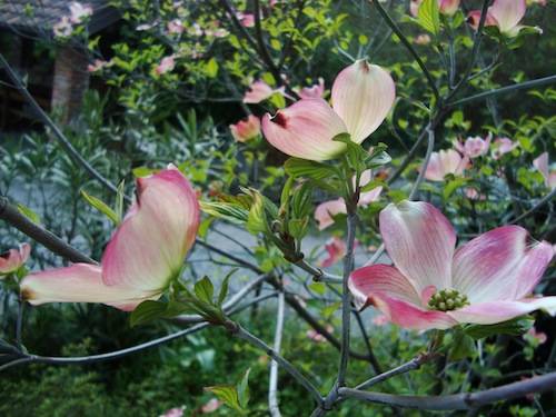 fiori casa pica agriturismo rocca