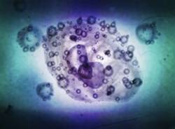 Cellula apertura