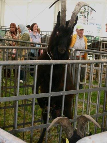corni e pecc cittiglio