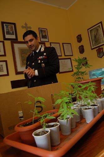 droga marijuana gallarate carabinieri michele la stella